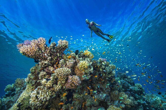 1 Hour Private Snorkeling Activity In Montego Bay - Private Snorkeling in Montego Bay: Why This 1-Hour Format Works