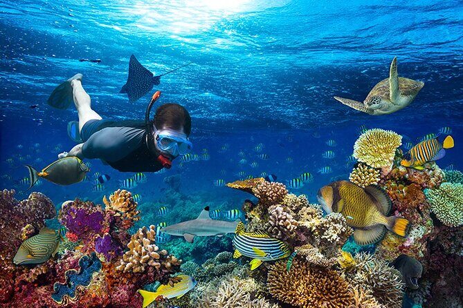 1 Hour Private Snorkeling Activity In Montego Bay - Gear, Instructions, and Why Beginners Usually Feel Fine