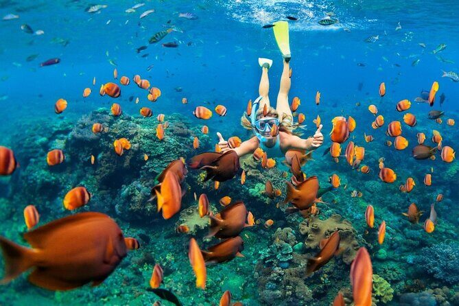 1 Hour Private Snorkeling Activity In Montego Bay - What You’ll See Underwater: Coral Reefs, Plenty of Fish, and Real-World Reef Conditions