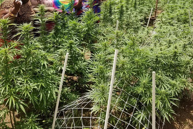 6. Bob Marley 9miles/Dunn's River Private Tour(420 Friendly)final resting place - Price and Value: What You’re Really Paying For