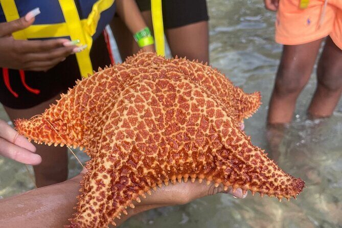 Adventurous-Snorkeling With Sightseeing of Montego Bay - Who Should Book This Tour (and Who Might Skip It)