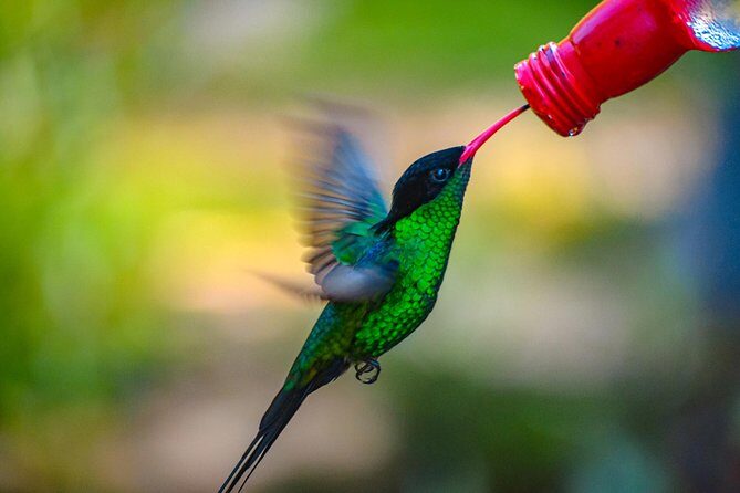 Ahhh Ras Natango Gallery and Garden Private Transfer - Should You Book Ahhh Ras Natango in Montego Bay?