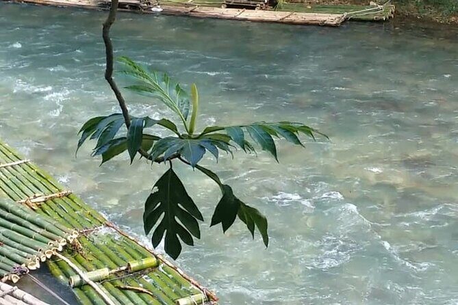 Bird Sanctuary and/or Lethe Bamboo Rafting from Montego Bay - Practical tips for a smooth experience