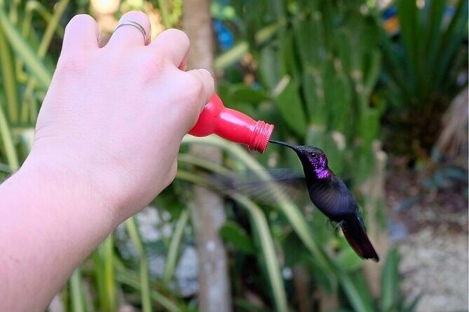 Bird Sanctuary and/or Lethe Bamboo Rafting from Montego Bay - Should you book Bird Sanctuary and Lethe Bamboo Rafting from Montego Bay?