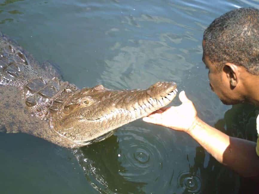 Black River Safari and Ys Falls Tour and Transportation - On the water: the 1-hour Black River boat ride for crocodiles and birdlife