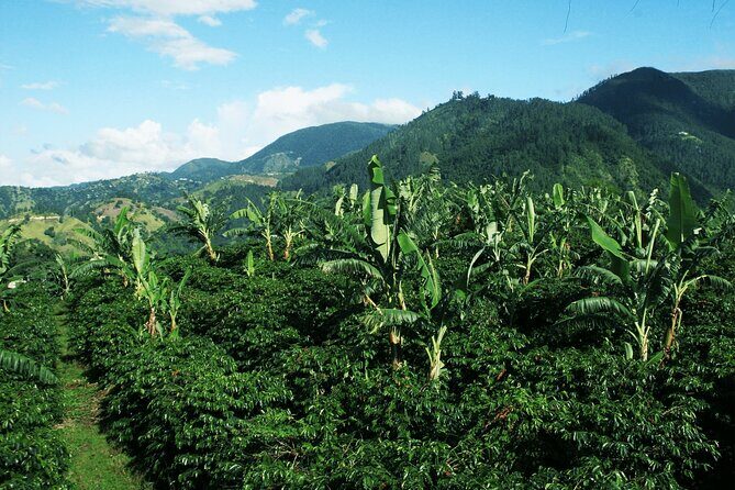 Blue Mountain Coffee, Bob Marley and Art Tour from Montego Bay - Drive into Kingston: Emancipation Square and the Spanish Town angle