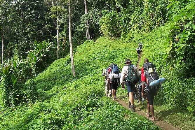 Bush Hiking to explore Wild Plants & Fresh Fruits,Montego Bay - Key highlights to look for
