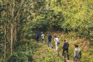 Bush Hiking to explore Wild Plants & Fresh Fruits,Montego Bay - The 1.5-hour hike through St. James Parish: what you’ll notice on the ground
