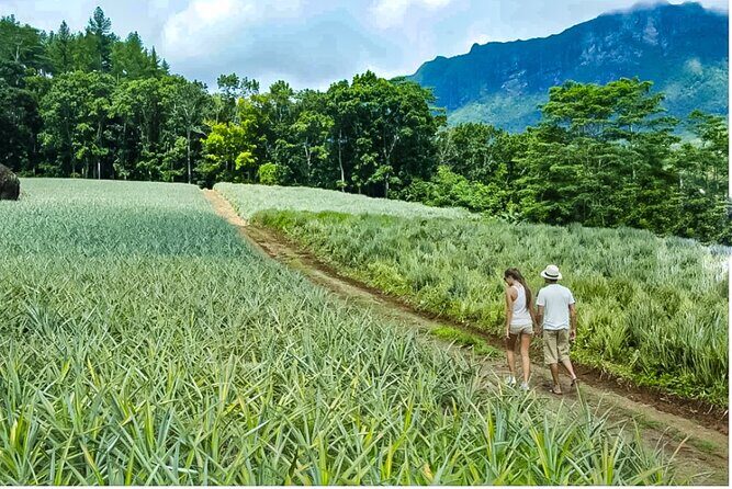 Bush Hiking to explore Wild Plants & Fresh Fruits,Montego Bay - Wild plants and village stories: learning that doesn’t slow you down