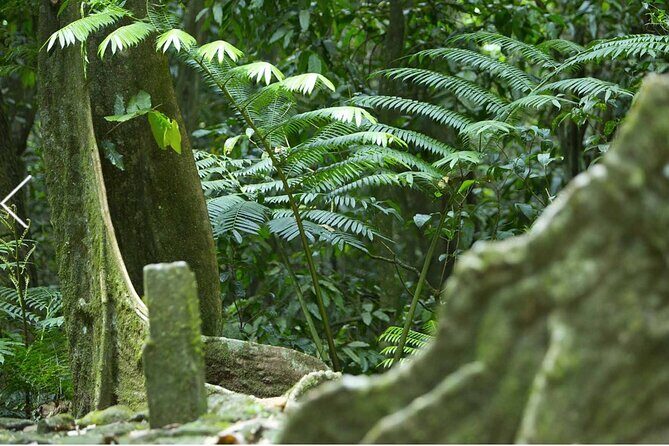 Bush Hiking to explore Wild Plants & Fresh Fruits,Montego Bay - Who should book this hike (and who should think twice)