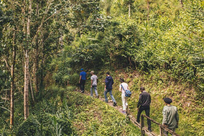 Bush Hiking to explore Wild Plants & Fresh Fruits,Montego Bay - The 1.5-hour hike through St. James Parish: what you’ll notice on the ground
