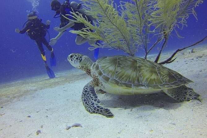 Certified 2-Tank Scuba Diving Tour from Montego Bay - Key things that make this tour worth your time