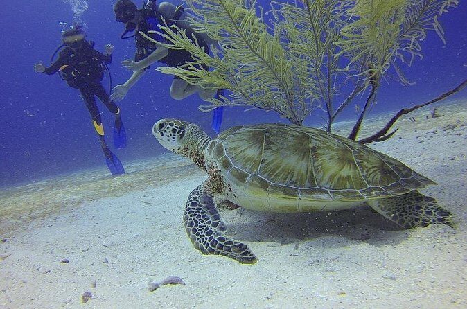 Certified 2-Tank Scuba Diving Tour from Montego Bay - What you’ll see on the North Coast: wrecks, coral walls, caves, and canyons