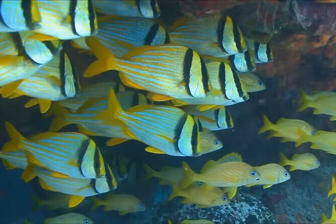 Customize Snorkeling with Option shopping Lunch & Stop local food - Guide check-in and gear fitting: the part that prevents problems