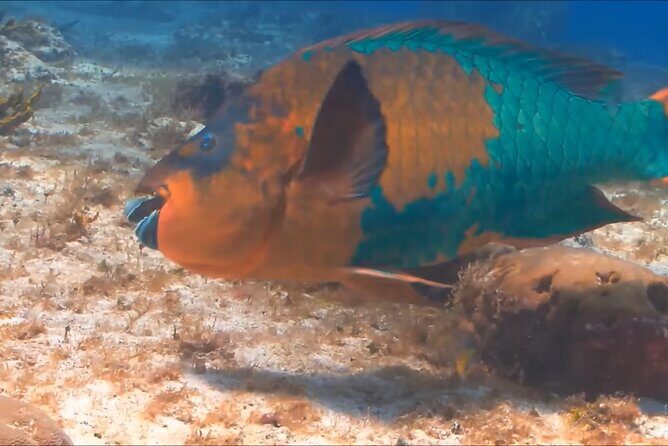 Customize Snorkeling with Option shopping Lunch & Stop local food - Snorkeling time: what you’ll see and how to make the most of it