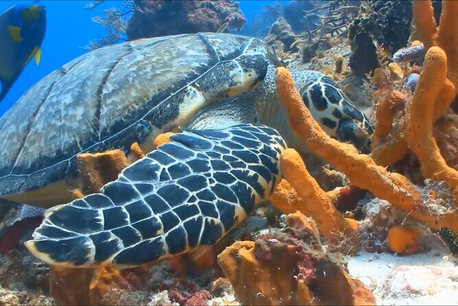 Customize Snorkeling with Option shopping Lunch & Stop local food - Small group size and group discounts: the real value math