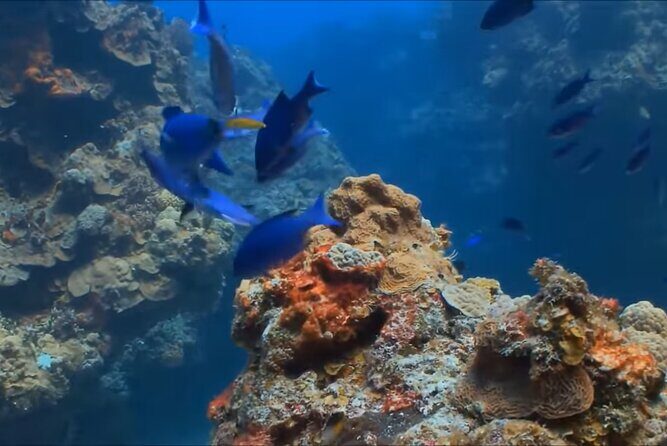 Customize Snorkeling with Option shopping Lunch & Stop local food - What’s included (and what’s not), so you don’t get surprised