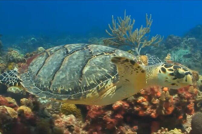 Customize Snorkeling with Option shopping Lunch & Stop local food - Eco-friendly practices: what that means in practice