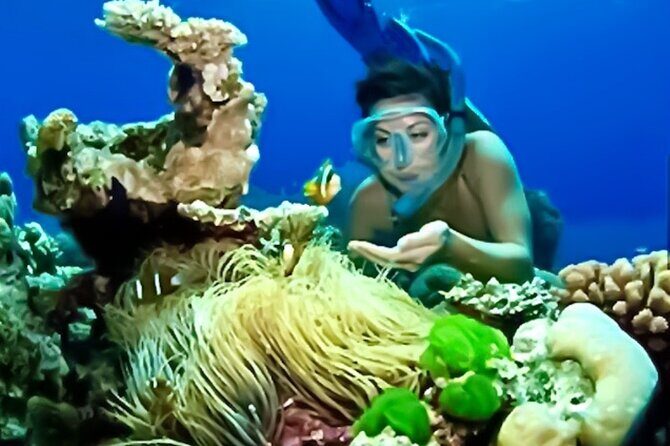 Family Fun-Snorkeling with Lunch Stop from Montego Bay - The Reef Time: What You’ll See Under the Water