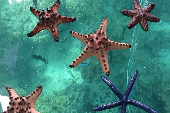 Glass Bottom Boat Water Activity in Montego Bay Jamaica - The easiest way to see Montego Bay’s reef life