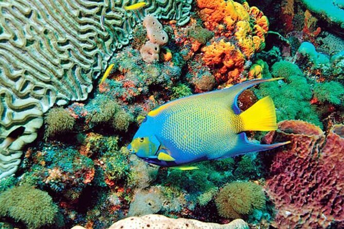 Glass Bottom Boat Water Activity in Montego Bay Jamaica - The 1 hour 20 minutes: how the time tends to feel