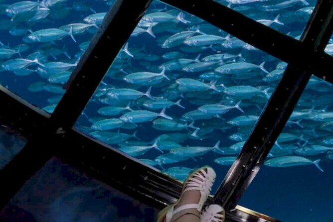 Glass Bottom Boat Water Activity in Montego Bay Jamaica - Value check: is $90 per person worth it?