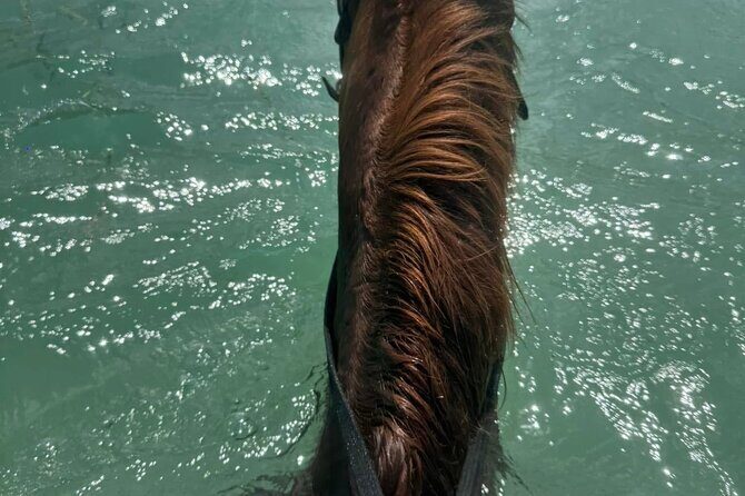 Horseback Riding In The Ocean from Montego Bay Private Transfer - Price and Value: Is $110 Per Person Worth It?