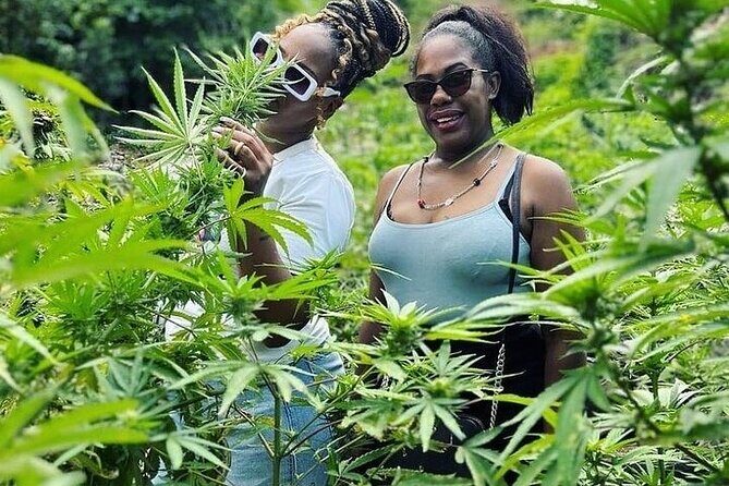 Jamaica Farm Private Dispensary Tour Montego Bay - Montego Bay Warm-Up: Hip Strip and Sam Sharpe Square
