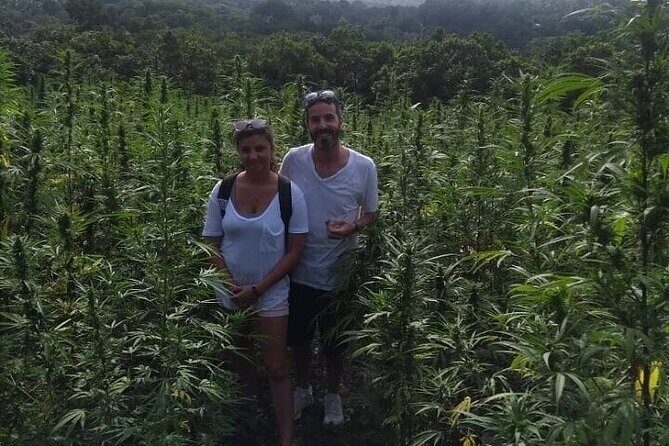 Jamaica Farm Private Dispensary Tour Montego Bay - The Cannabis Farm Visit: Hillside Growing, Sustainable Farming, and Smoking Etiquette