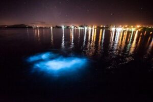 Jamaica Luminous Lagoon Private Tour with Transportation - What’s included (and what that means for your wallet)