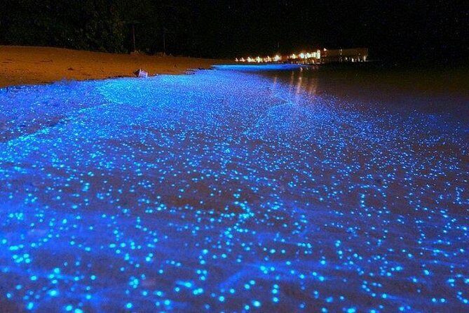 Luminous Lagoon Night-Time Tour from Montego Bay - The Science Bit: Why the Water Lights Up