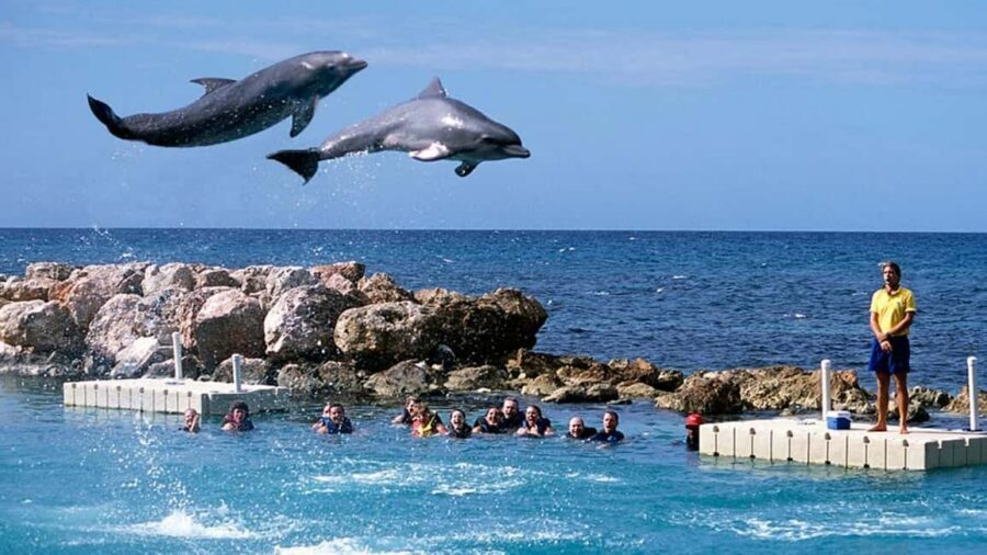 Montego Bay: Dolphin Cove Ocho Rios Day Trip - Private Transfer From Montego Bay to Dolphin Cove