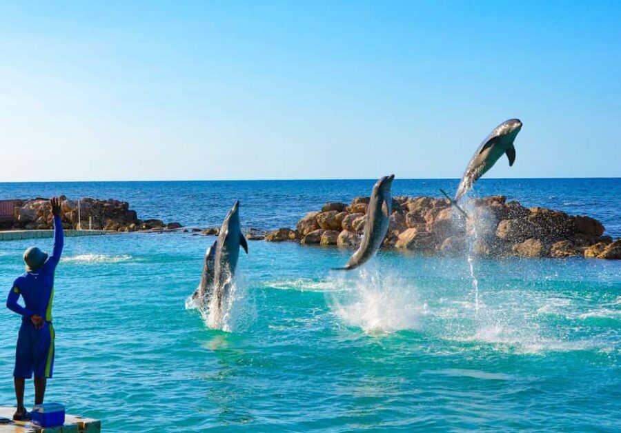 Montego Bay: Dolphin Cove Ocho Rios Day Trip - What Dolphin Cove Is Doing (Beyond Just a Swim)