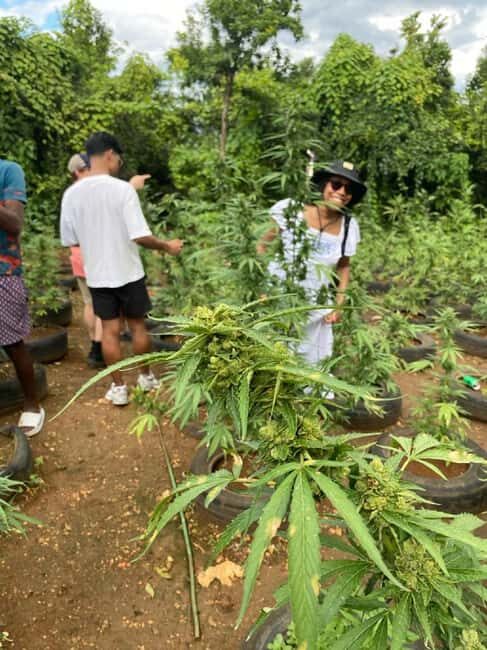 Montego Bay: Marijuana Farm and Bird Sanctuary Tour - Key Things to Know Before You Go