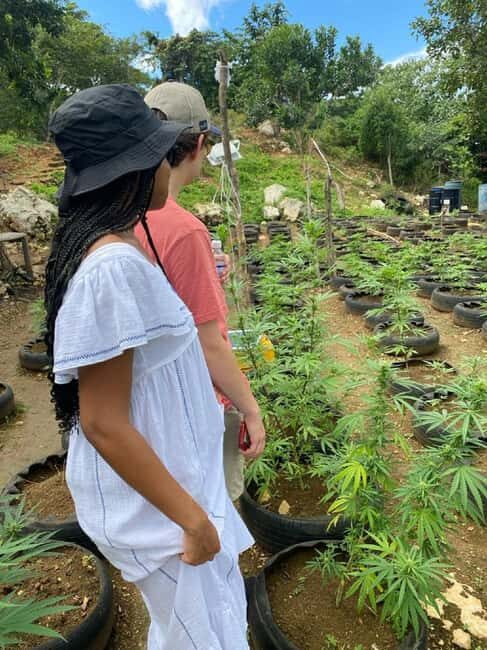 Montego Bay: Marijuana Farm and Bird Sanctuary Tour - Price and Logistics: What $87 Really Buys