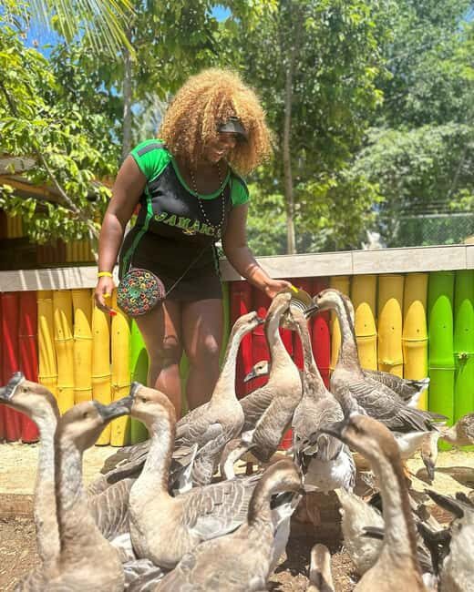 Montego Bay: Marijuana Farm and Bird Sanctuary Tour - What the Day Feels Like (So You Can Plan Your Expectations)