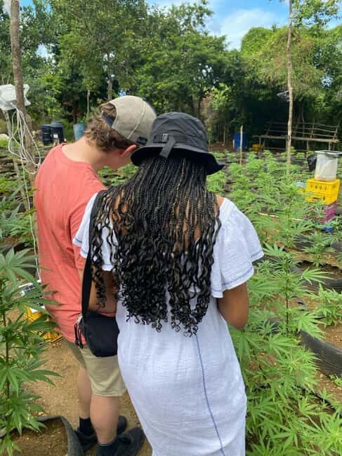 Montego Bay: Marijuana Farm and Bird Sanctuary Tour - Your Best Fit: Who Should Book This Tour