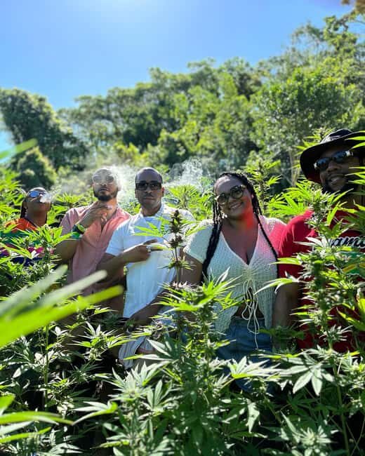 Montego Bay: Marijuana Farm Private Tour with Transportation - Montego Bay Pickup and Transportation: Make the Day Easy