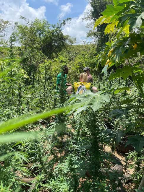 Montego Bay: Marijuana Farm Private Tour with Transportation - Who This Tour Fits Best (and Who Might Want to Skip It)