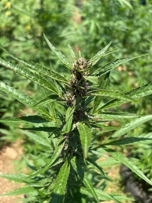 Montego Bay: Marijuana Farm Private Tour with Transportation - Tips for Getting the Most Out of Your Private Tour