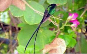 Montego Bay: Private Rocklands Bird Sanctuary Trip - Rocklands Bird Sanctuary: feeders that let you watch up close