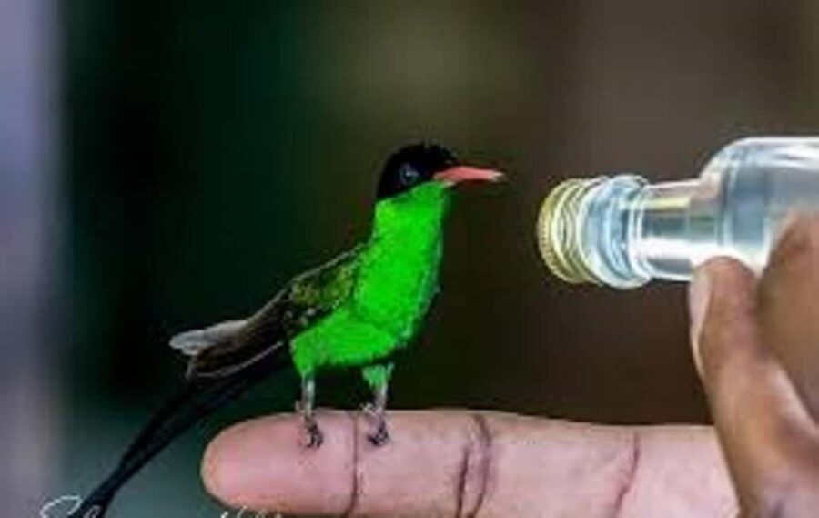 Montego Bay: Private Rocklands Bird Sanctuary Trip - Price vs. value: what the $94 covers (and what it doesn’t)