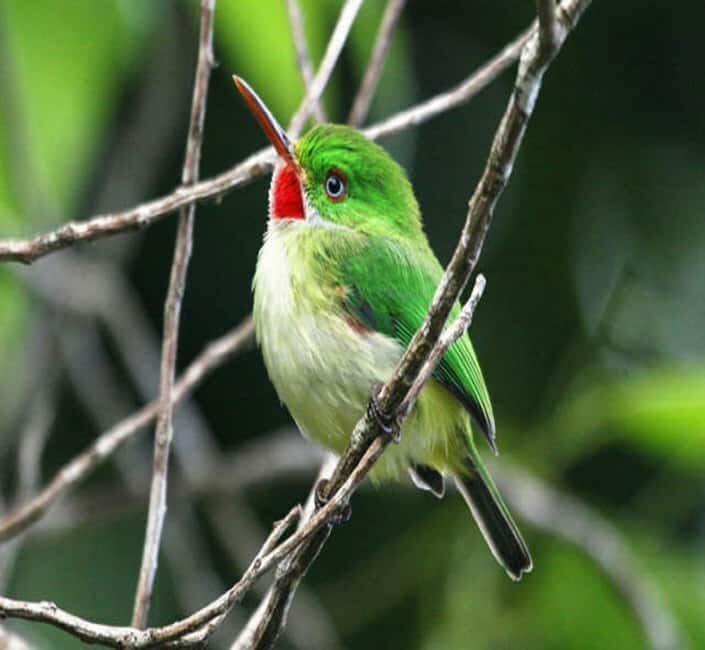 Montego Bay: Private Rocklands Bird Sanctuary Trip - Practical tips to make your bird time smoother