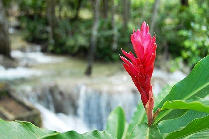 Montego Bay to Dunn's River Falls Half-Day Trip - Timing reality: why your half-day can become a longer day