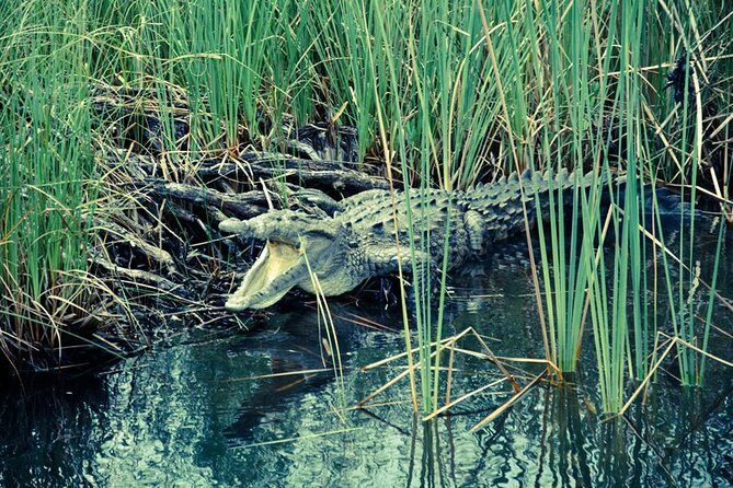 Private Appleton YS Falls and Black River Tour from Montego Bay - Who this private Appleton and croc day is best for
