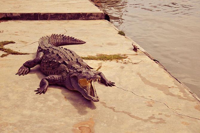 Private Black River Safari Tour from Montego Bay - Crocodiles Up Close: How to Make the Most of Your Viewing