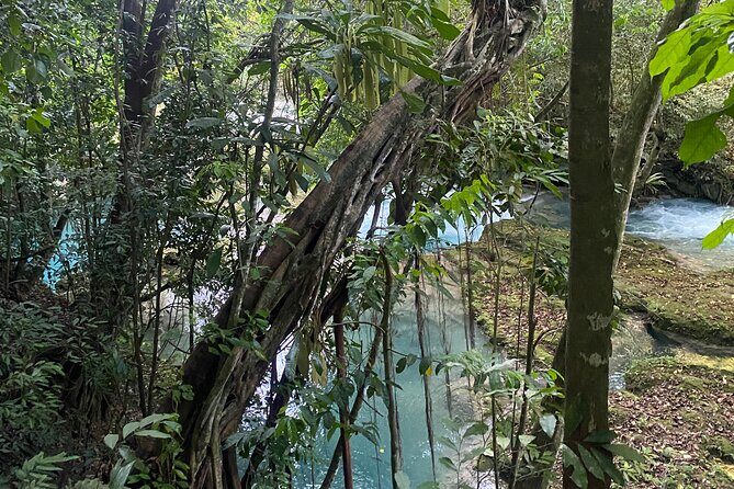 Private Horseback Riding with Blue Hole River Tour in Montego Bay - A Private Half-Day That Mixes Horses, Birds, and Blue Hole Water