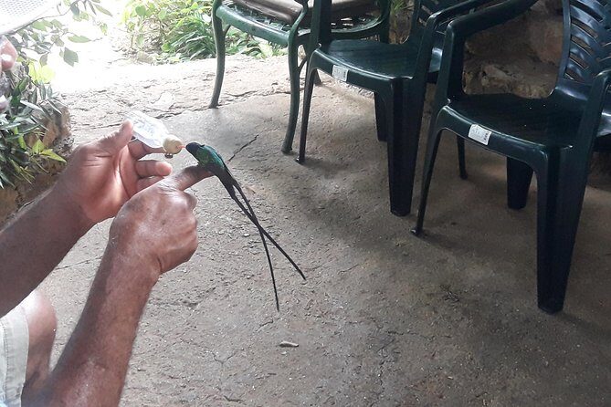 Private Rockland Bird Sanctuary Tour from Montego Bay - Key things to know before you go