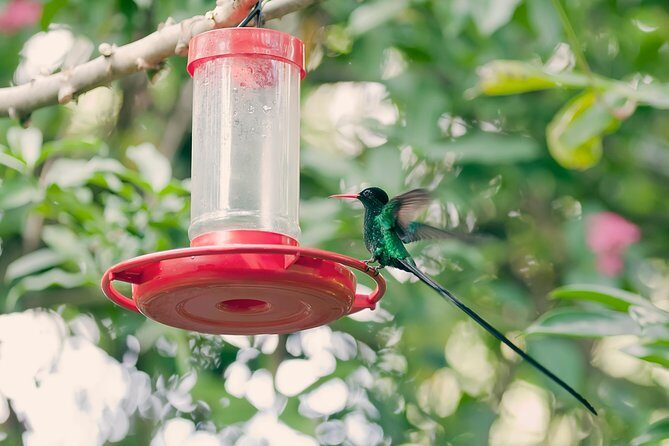 Private Rockland Bird Sanctuary Tour from Montego Bay - Rockland Bird Sanctuary: a hands-on hummingbird experience
