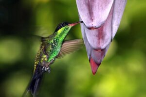 Private Rockland Bird Sanctuary Tour from Montego Bay - Montego Bay pickup and the bumpy road factor